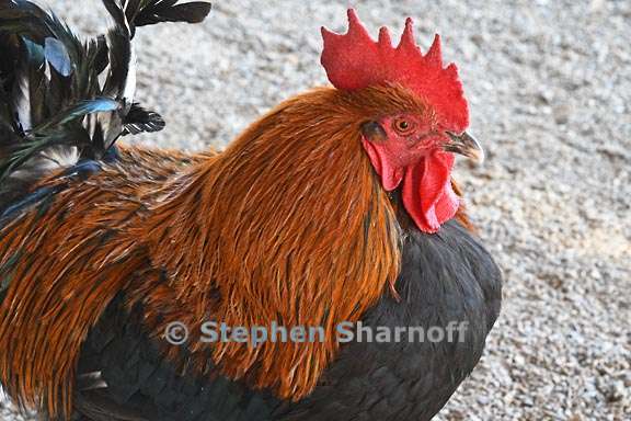 rooster 1 graphic